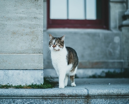 cat